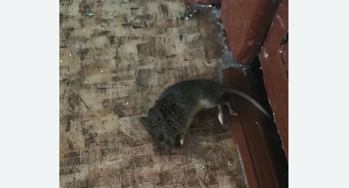 Дезинфекция от мышей в Кемерово